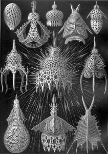 Haeckel_Cyrtoidea